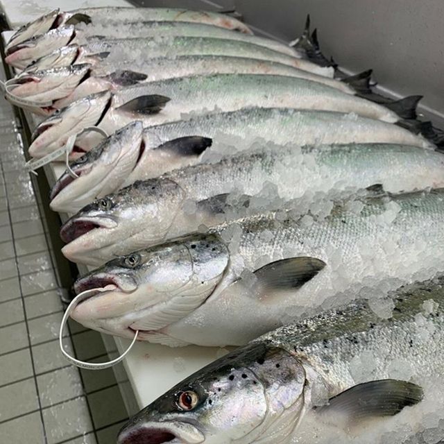 Hot Selling Frozen Atlantic Salmon Top Grade Premium Seafood with Rich Taste for Wholesale Bulk and Global Market - Image 4