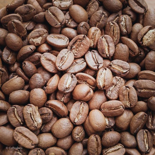 Selected Robusta Coffee Bean For International Buyers Looking For Uniform Size And Fresh Robusta Coffee Bean Production - Image 2