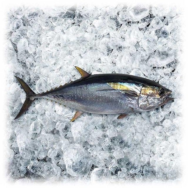 Competitive Price Organic Frozen Grade a Yellowfin Tuna Saku From Vietnam - Image 4