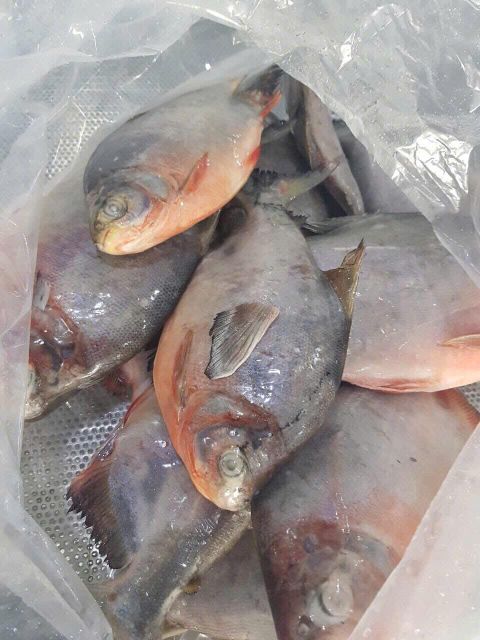 Frozen Red Pomfret - Image 1