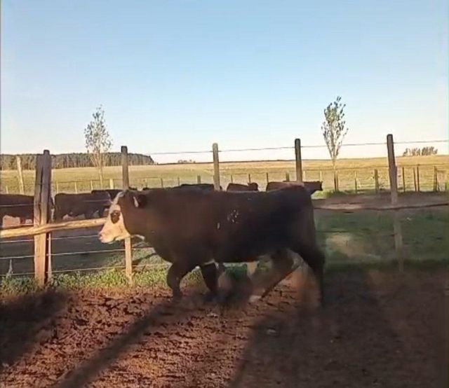 Uruguayan fattening calves - Image 2