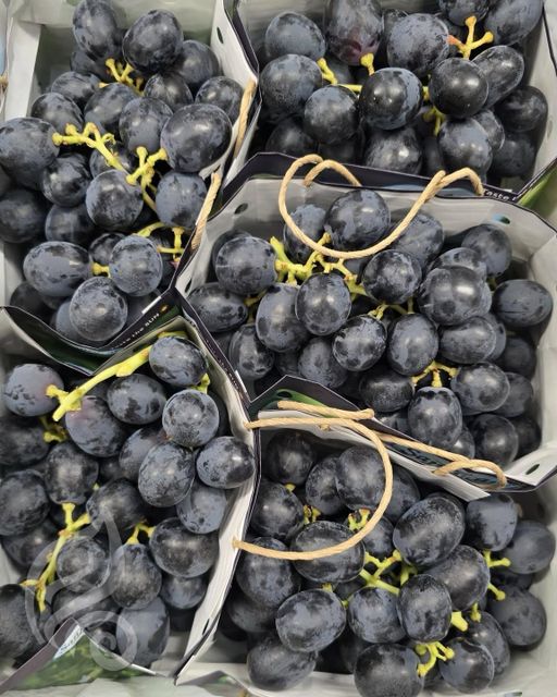 Superior Grade Autumn Royal Seedless Grapes for Sale!! Class 1 quality Black Seedless Grapes from South Africa – product photo 5, product detail gallery