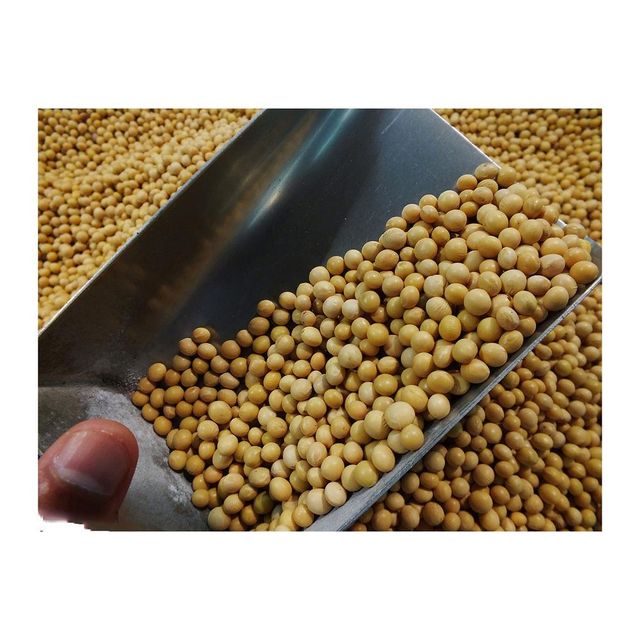 Premium Brazilian Soybeans frozenchickenexports.com - Image 4