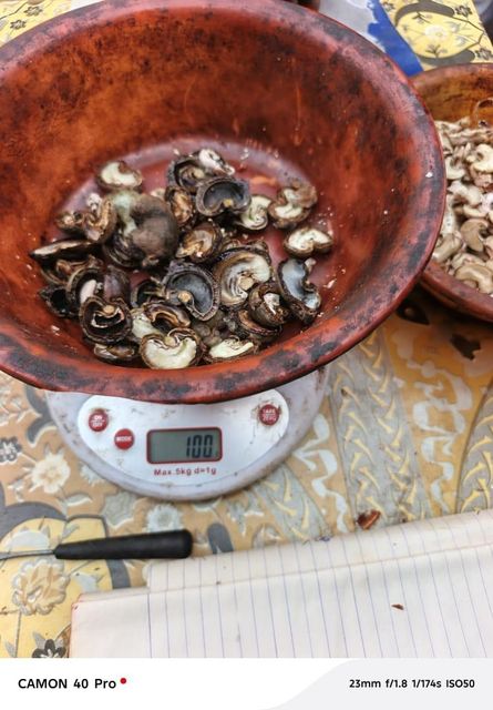 Raw cashew nuts Origin Ghana Price 14.5/15 Quality 48/49lbs Moisture Content - Image 3