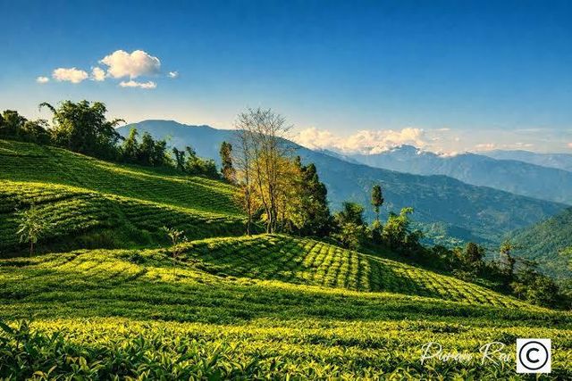 100% Organic Black Green Tea Origin India Tea Type Sikkim Temi Tea Delivery Form Tea Leaves, Unpackaged Features Decaffeinated, Fair Trade, No Artificial Flavors, No Preservatives, Organic - Image 4