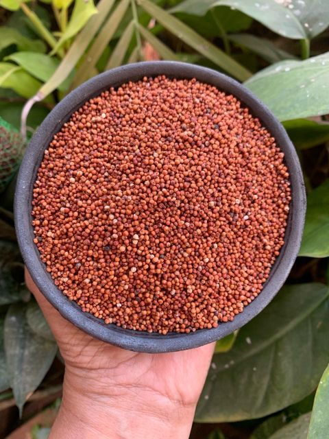 Natural finger millet wholesale bulk order clean grains reliable shipment - Image 3