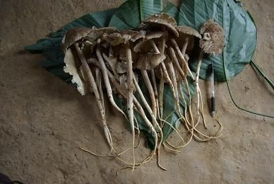 mushrooms Address Douala Type fresh and dried Quality high quality Delivery Locations Yaoundé, Douala, Buea Form Fresh Whole Mushrooms, Dried Mushrooms - Image 2