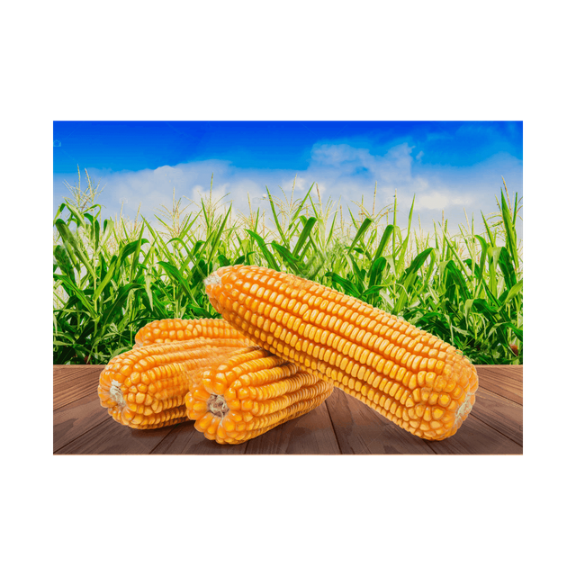 Yellow corn kernels supplied for commercial food processing companies - Image 3