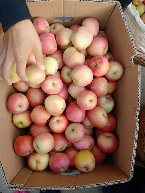 Premium Fresh Gala Apples, Crisp Sweet Juicy Grade A Fresh Fruits with Rich Nutrition - Image 5