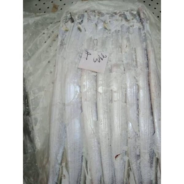 Ribbon fish - Image 5