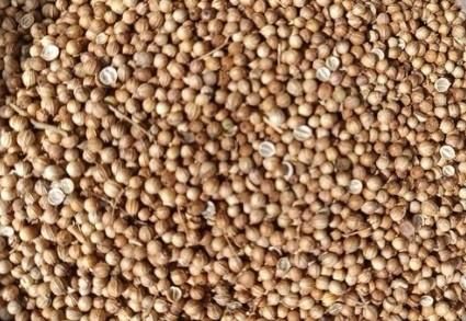 Coriander Seeds – Whole, Crop 2026 - Image 1
