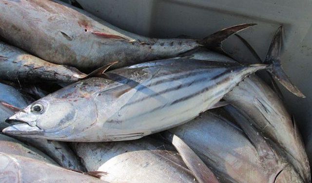 fish - Image 1