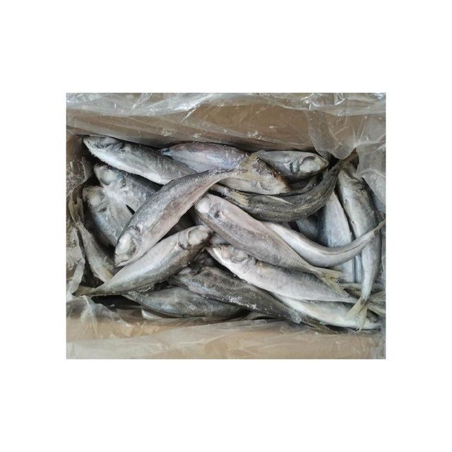 Buy frozen horse mackerel best price for wholesalers and retailers - Image 4