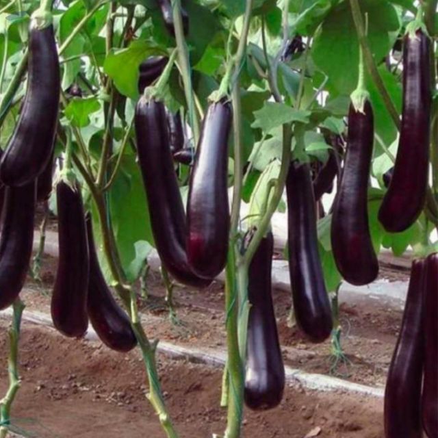 Fresh Brinjal Texture Dry Purity High Color Varied Shelf Life Long Term Origin Sambhal, India Flavor Profile Spicy, Earthy, - Image 1