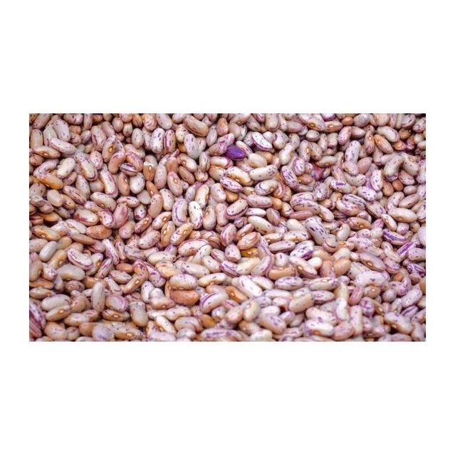 Top quality sugar beans for supermarkets and dry goods vendors - Image 3