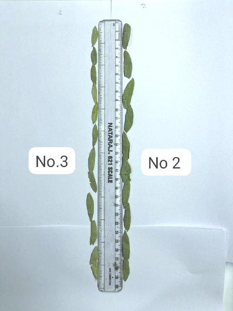 senna leaves number 2 ,Cassia Angustifolia Leaves,Dry Senna , Senna Leaf,Cassia Angustifolia Leaf,senna leaves bulk supplier from india - Image 4