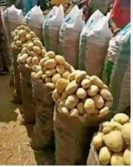 Fresh potato price in China/potato wholesale price/sweet potato price ton.Best Selling Yellow Potatoes Organic Fresh Potatoes - Image 3
