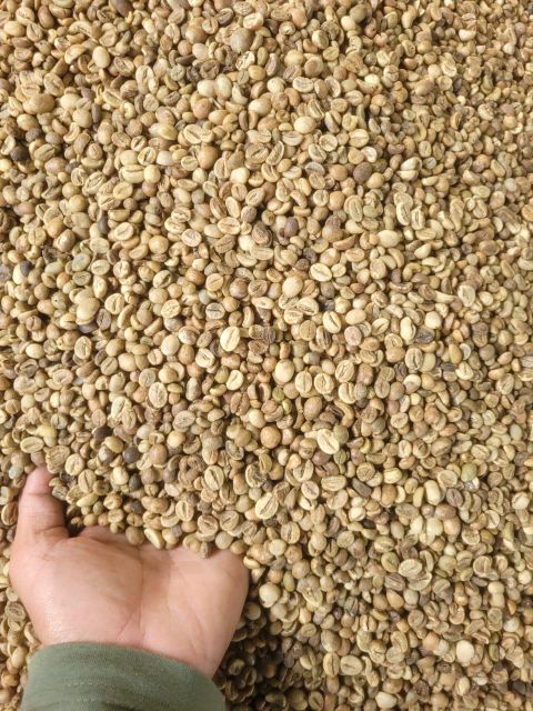 Arabica Green Bean Coffee Grade 1 AA Specialty Grade 1 Max. Moisture (%) 12 Processing Type Semi Wash Place of Origin West Java, - Image 5