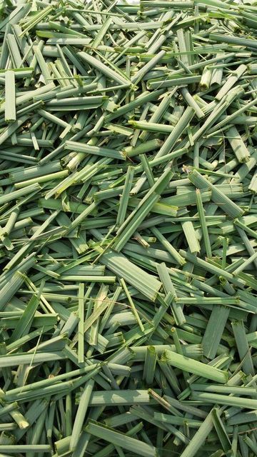Dried Lemongrass TBC Grade FOOD Color GREEN Flavor Citrus Packaging HDPE BAGS Shelf Life 24 MONTHS Max. Moisture (%) 8% Place of Origin INDIA - Image 3
