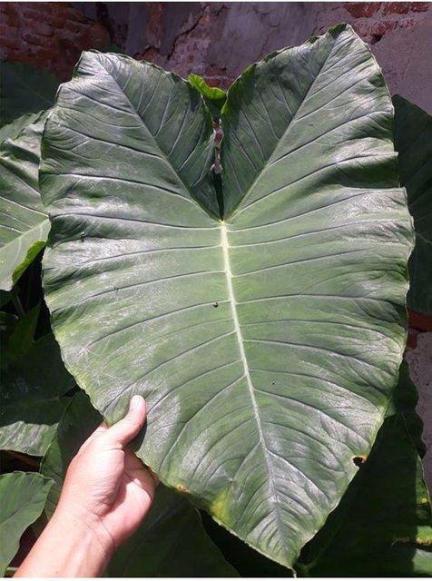 DRIED BENENG TARO LEAF Non Tobacco Yes Origin Asia, Indonesia Moisture Content ≤ 12% Material Dried Beneng Taro Leaf Purity 100% Natural Botanical Leaf - Image 4
