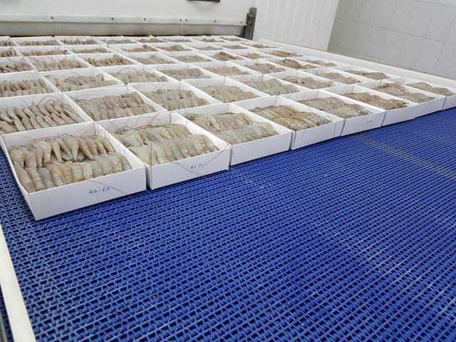 Frozen HOSO  ( Head On Shell On )   Vannamei Shrimp, Raw Frozen Seafood, Premium Quality Shrimp for Wholesale, Bulk Supp – product photo 5, product detail gallery