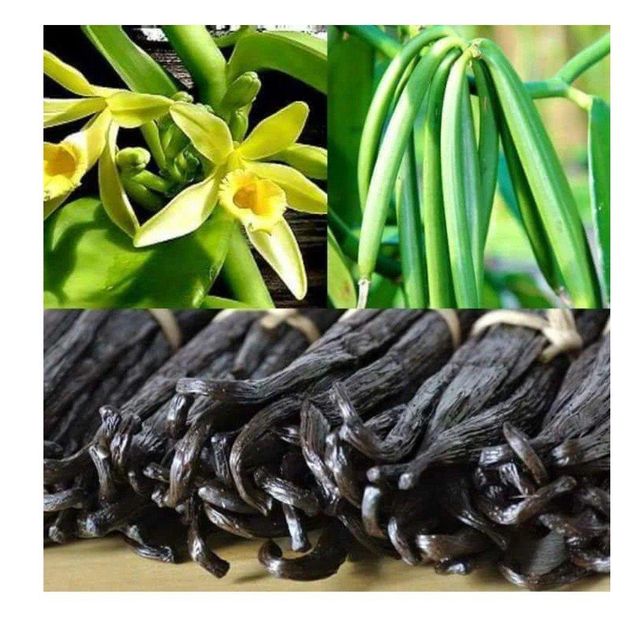 Vanilla Beans A B Grades and 100% Pure Vanilla Powder Grade A B Grades Purity 100% Pure Form Vanilla Beans And Vanilla Powder - Image 1