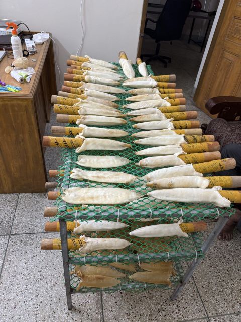 100% Dried Fish Maw Yellow Croaker/Cod Fish Maw Sun Dried/Dried Quality Atlantic Cod Fish Maw Vietnamese Fish Maw - Image 4