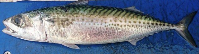 Atlantic Spanis Mackrel Origin African, Morocco Features Fresh IQF Frozen Seafood Product Type Fish & Fish Products - Image 3