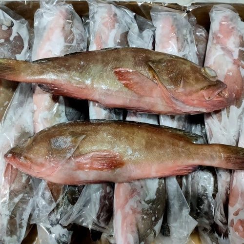 Best Selling Frozen Grouper Fish Whole/ Fillet from Seafood Distributors - Image 3