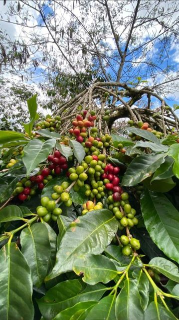 Arabica Gayo Coffee Green Beans Specialty – product photo 2, product detail gallery