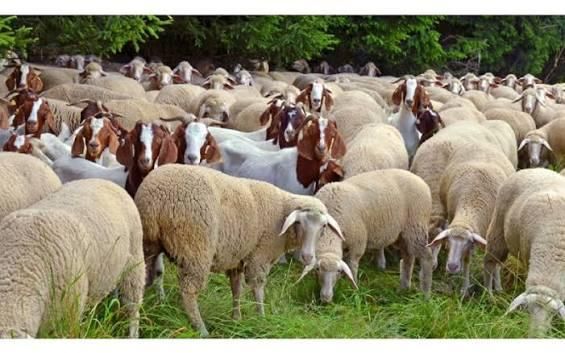 Live Stock sheep & Goat - Image 3