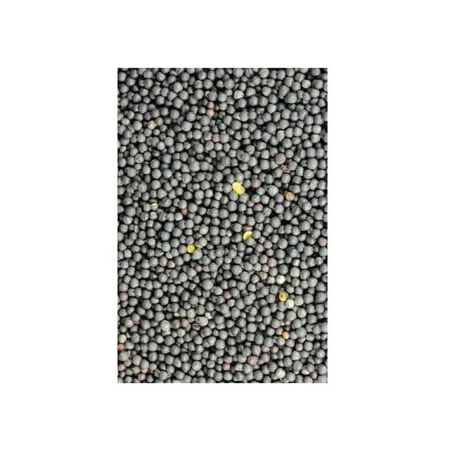 Bulk canola seeds ready for export for agricultural and food manufacturing use - Image 3