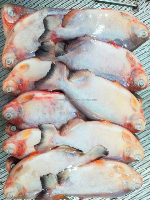 Top selling frozen red pomfret for wholesales export - Image 2