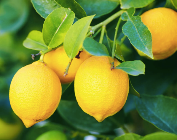 Lemon – product photo 3, product detail gallery