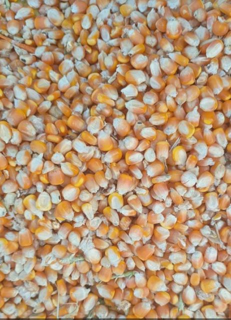 Indian Yellow maize - Image 2
