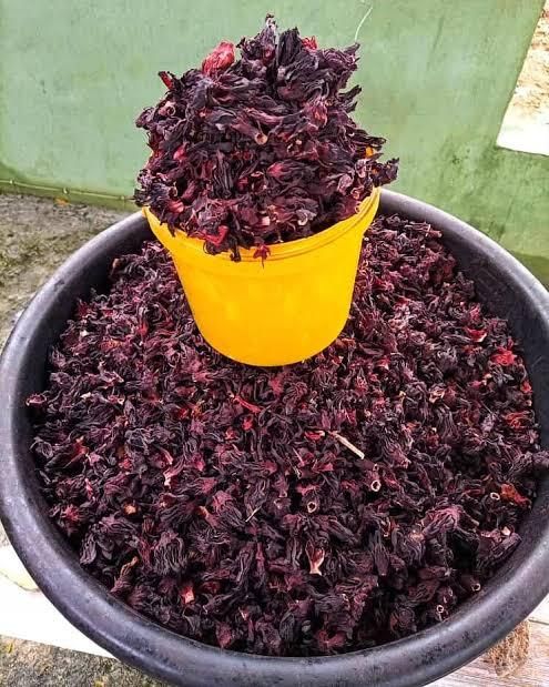 Hibiscus - Image 2