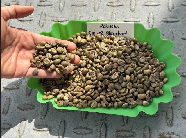 Premium Export-Grade Brazil Green Coffee Beans – Arabica & Robusta (Top Quality Raw Coffee Beans for Roasting and Commercial Use) - Image 4