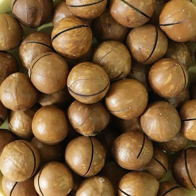 Macadamia Dried Nuts Premium Quality Macadamia Nut Product - Image 2
