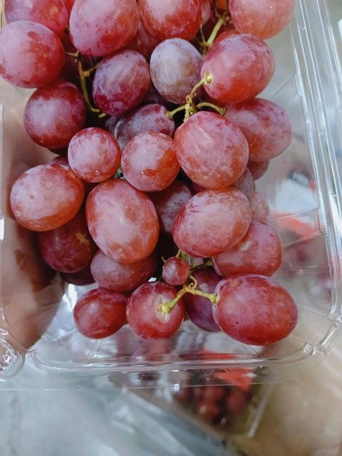 Fresh Seedless Grapes Superior with High Quality and Best Price - Image 3