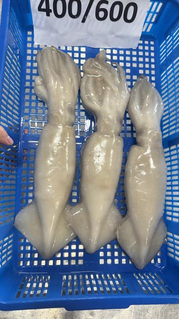 Frozen Squid Tubes And Tentacles Carefully Processed For Restaurant Menus Wholesale Seafood Purchasing And Export - Image 3