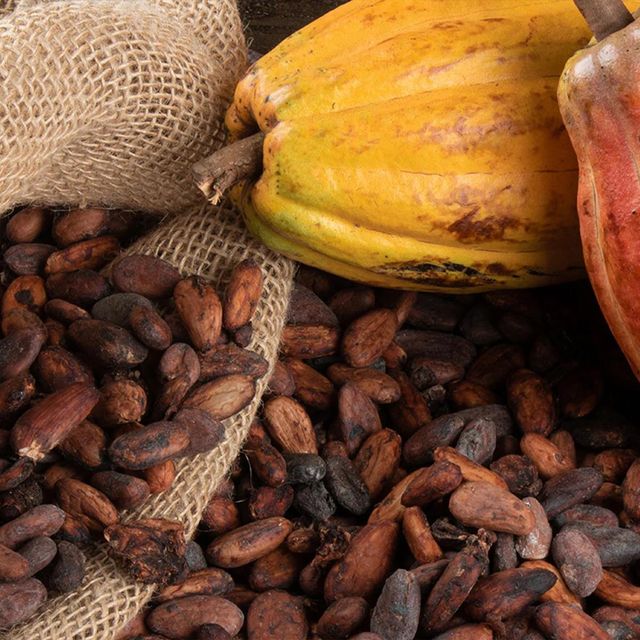 Freshly harvested Cocoa bean available Cocoa bean carefully selected for maximum purity and aroma - Image 4
