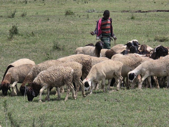 Live Dorper Sheep – Organic Pasture-Raised, Premium Rams & Ewes for Breeding or Slaughter - Image 3