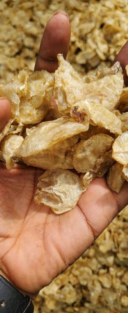 Cat Fish Maw Dry Size All size Texture Dried Packaging 20 kg Style Open & close Quality Standard Highest Standards Flavor Preserved With Original - Image 2