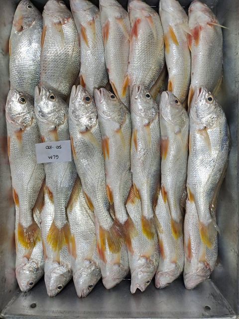 red mulet fish amd yellow croaker fish - Image 2