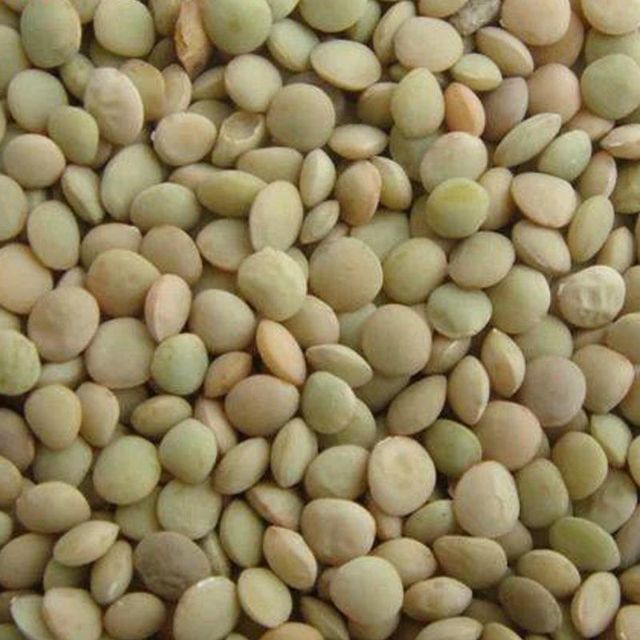 Factory Supply Organic Non GMO New Crop Chinese Dry Green Lentils Green Lentils - Image 4