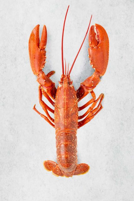 Whole Frozen Lobster and Tails Premium Grade Of Product Quality Export Manufacture Market best quality - Image 2