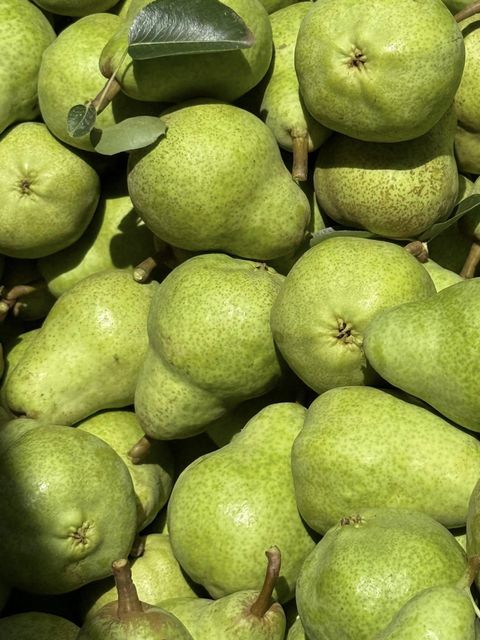 Fresh Premium Pears available for immediate export from South Africa! CLASS 1 Export Quality!! - Image 4