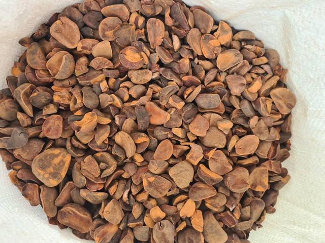 dried kola nuts: used in nutraceutical industry as well as in beverage industries / 0 phytosanitary residues - Image 4