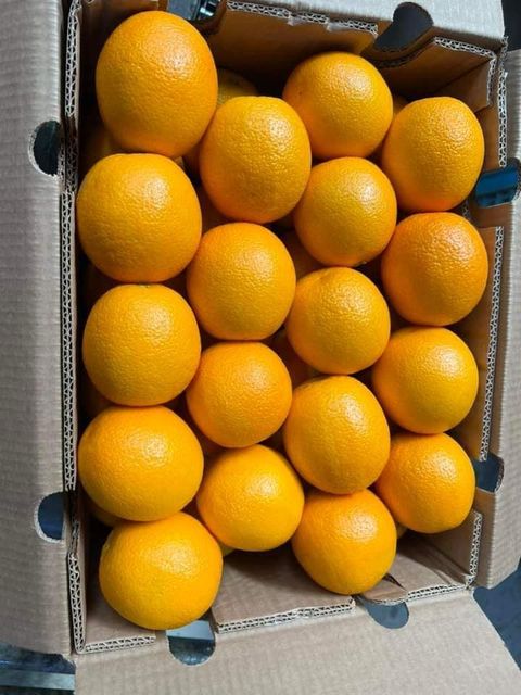 FRESH VALENCIA ORANGES FOR SALE!! CLASS 1 EXPORT QUALITY VALENCIA ORANGES FOR EXPORT – product photo 1, product detail gallery