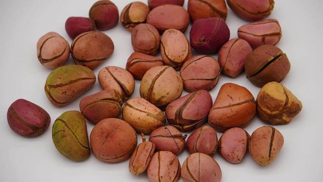 Fresh Obi Abata kolanut(four eyes lobe) - Image 2